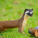 Pop Goes the Diesel – Weasel out of Fuel Surcharges ?